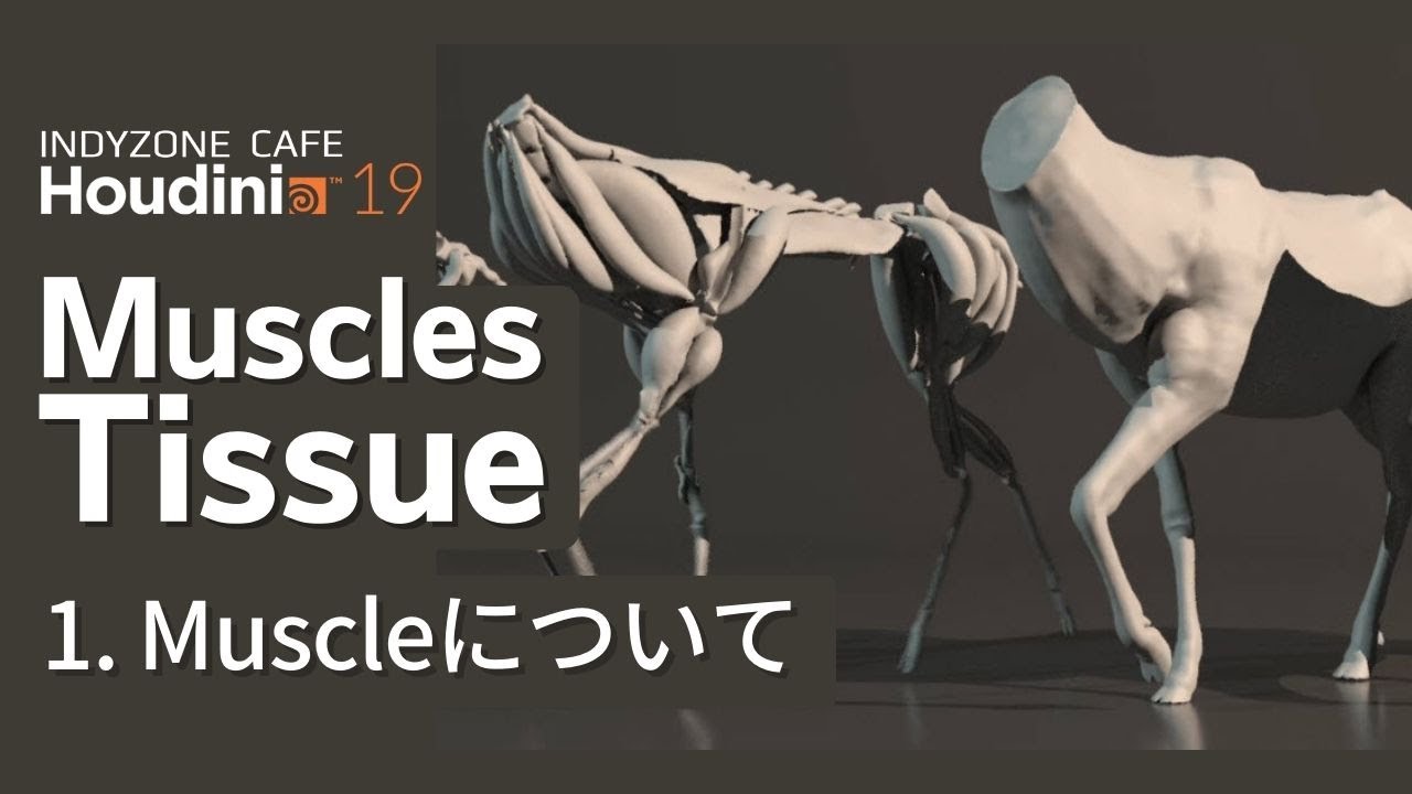 INDYZONE CAFE 第18回目：Houdini19 Muscles&Tissue(Beta)の紹介 1.Muscleについて