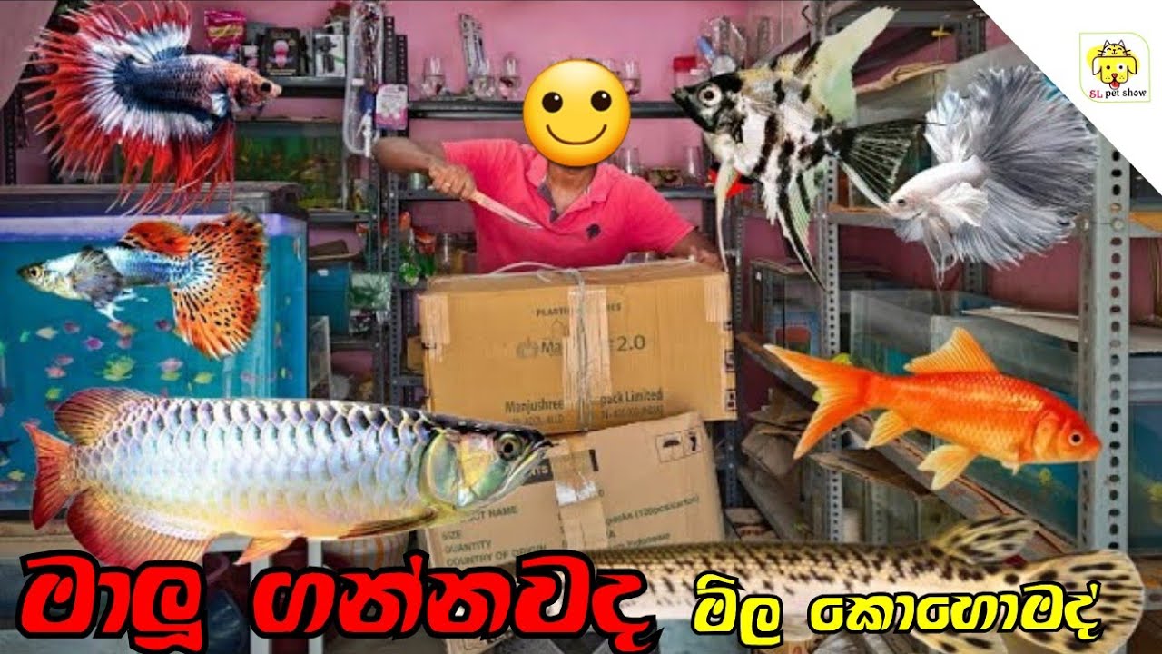 Low price fish market | මාලූ ගනන් ද | sl pet show