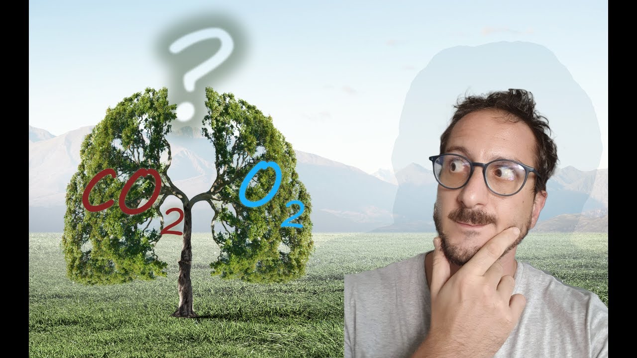 Alberi, Ossigeno, ed Anidride Carbonica