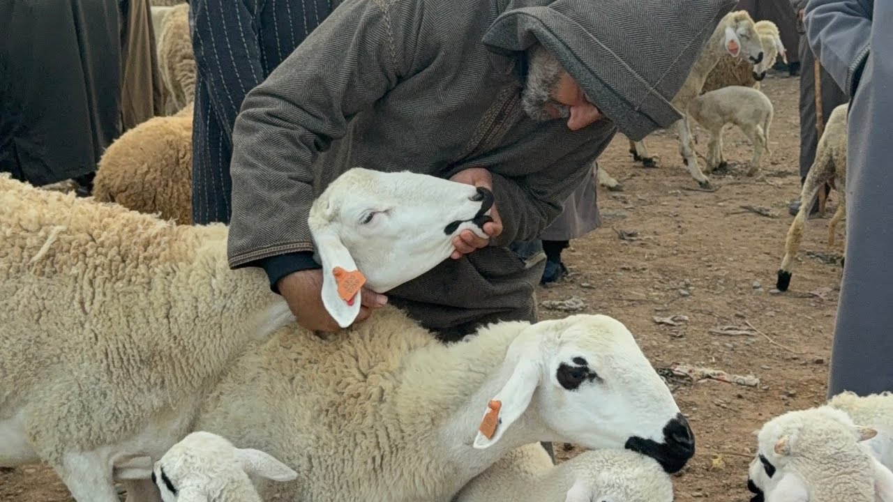 مباشرة من سوق جمعة كيسر مع ثمن الحولي او نعجة 