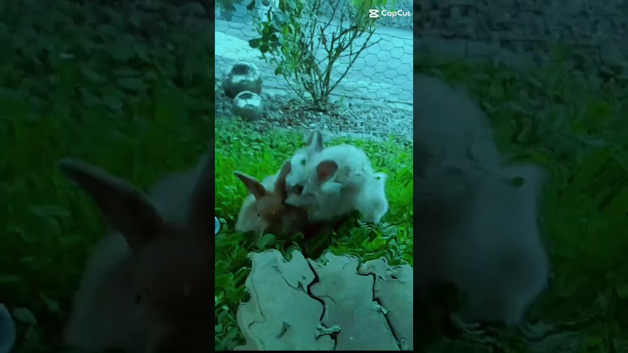 Keksi und Flecki