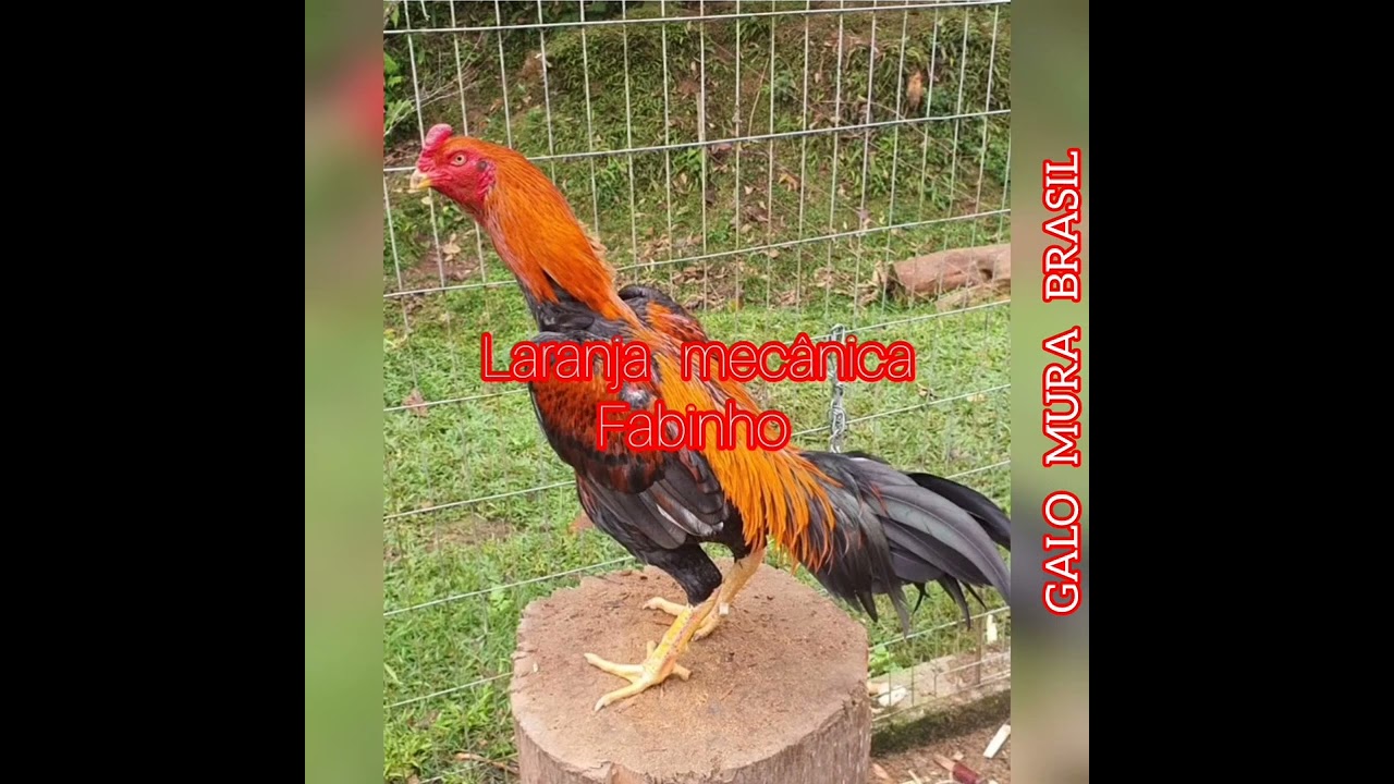 alguns dos maiores reprodutores da atualidade