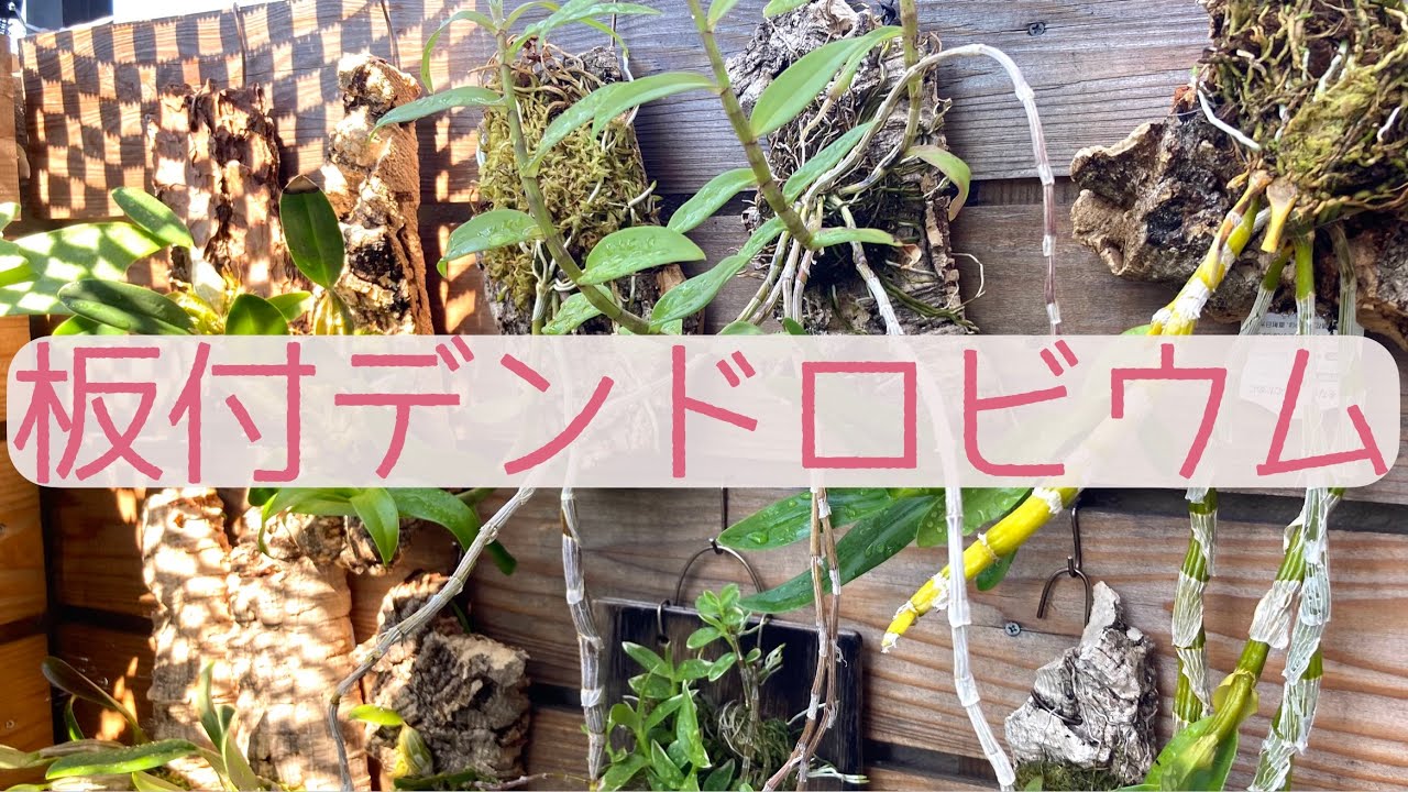 【真夏の観察】板付デンドロビウムをじっくり見る！