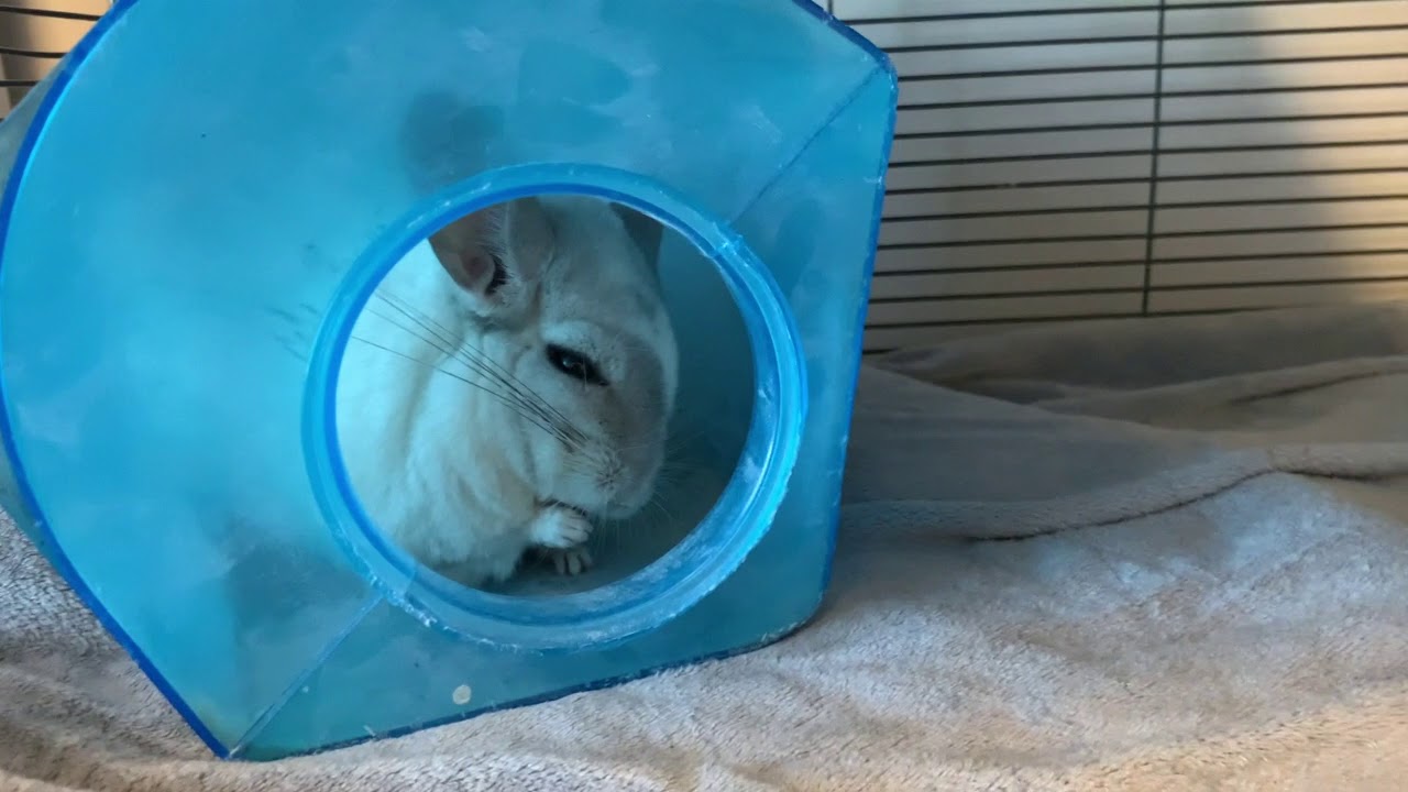 Learn about Chinchillas