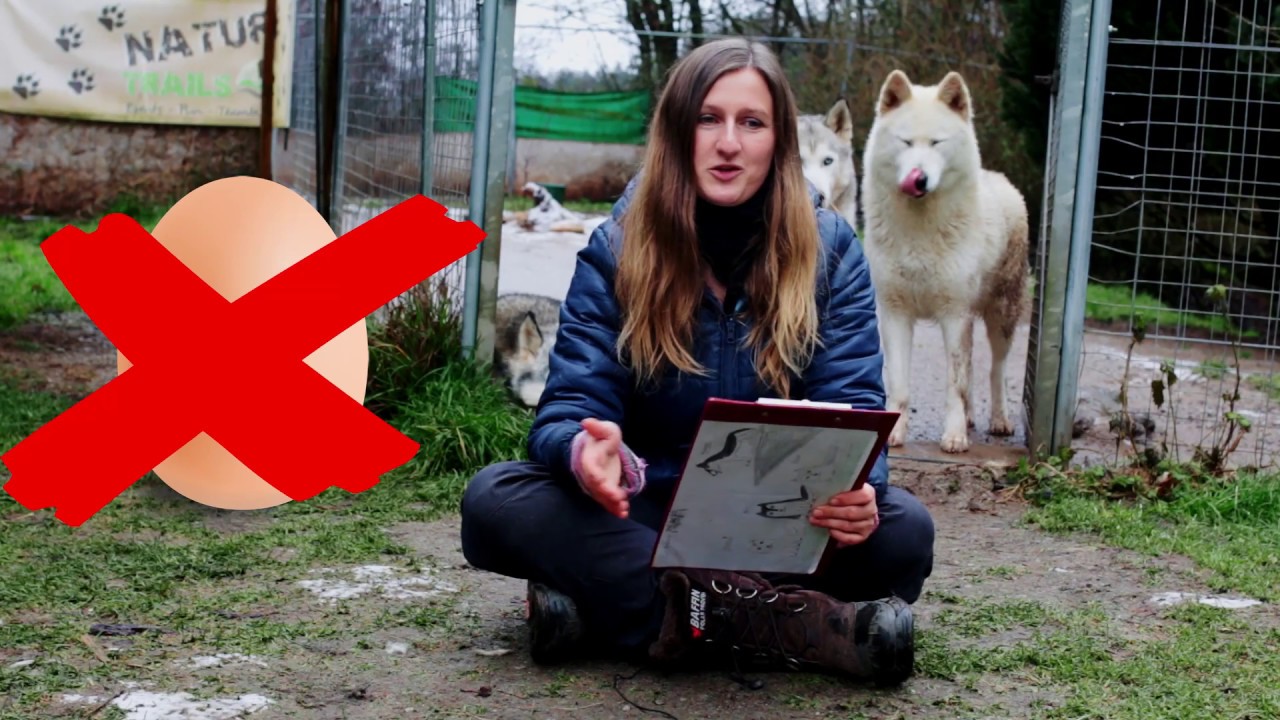 Hund Kastrieren lassen - ja oder nein ? 🤔 / Kastration - welche Vor- und Nachteile ? / Nature Trails