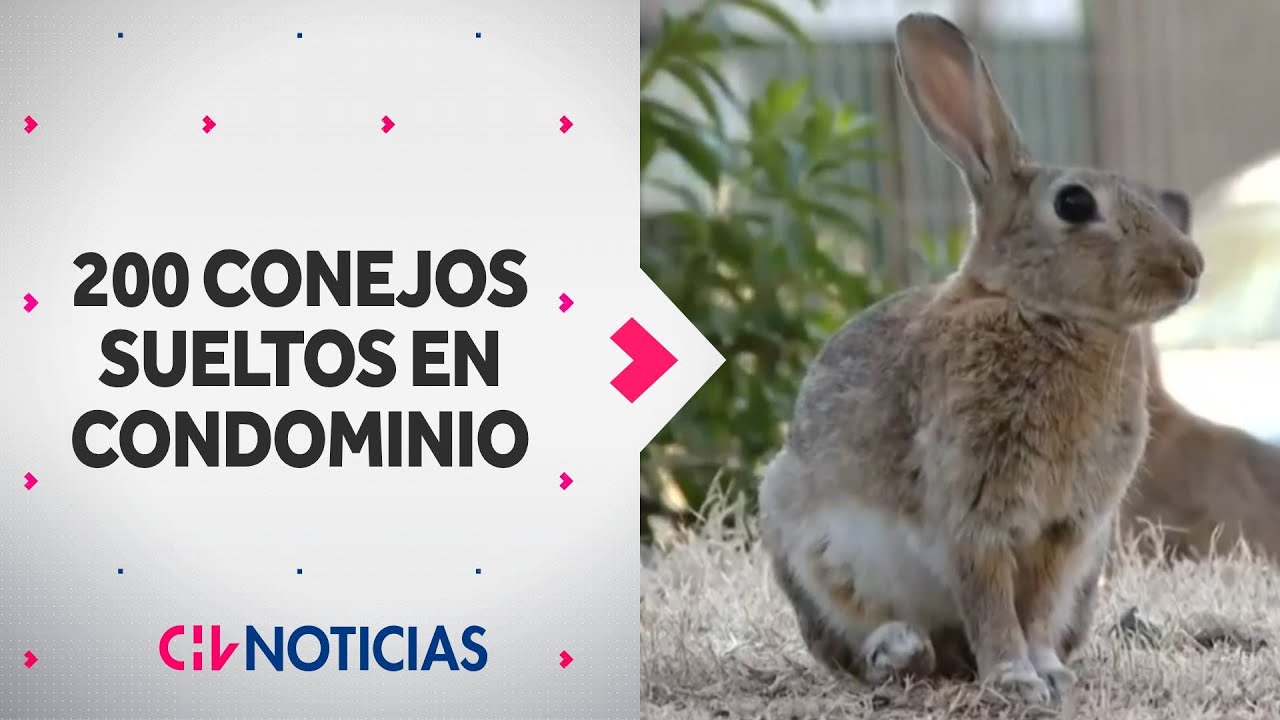 MÁS DE 200 CONEJOS están sueltos en un condominio de Las Condes - CHV Noticias