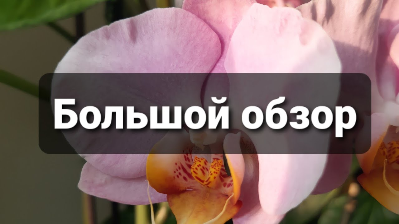 ОБЗОР РАСТЕНИЙ НА КУХНЕ, ЛАЙФХАК ДЛЯ БЕГОНИЙ, 2022.