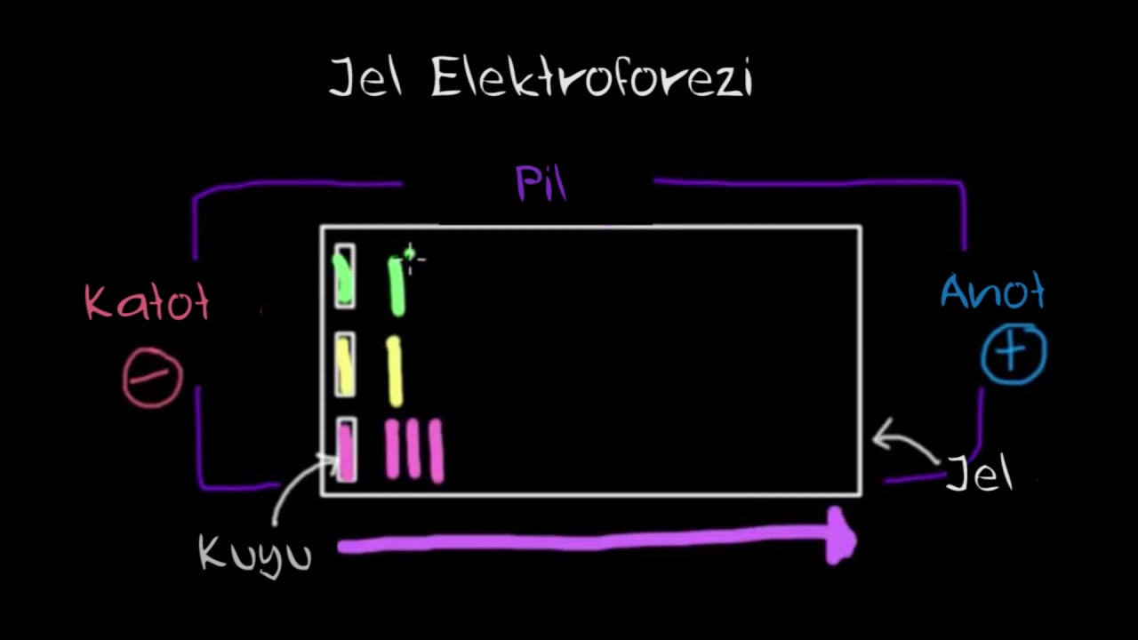 Jel Elektroforezi (Fen Bilimleri) (Kimya)