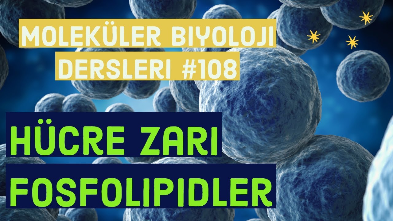 Hücre Zarı Moleküler Biyoloji Dersleri