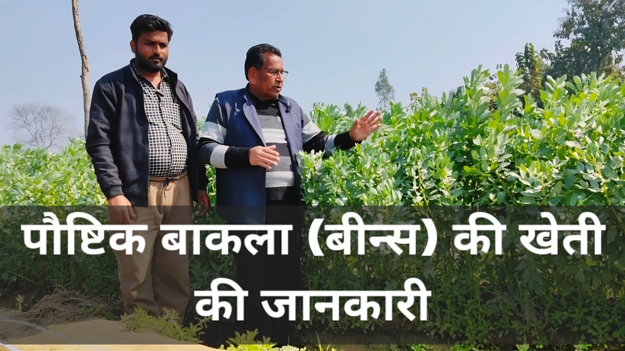 पौष्टिक और स्वास्थ्यवर्धक बाकला (बीन्स) की खेती | Cultivation Of Broad Beans