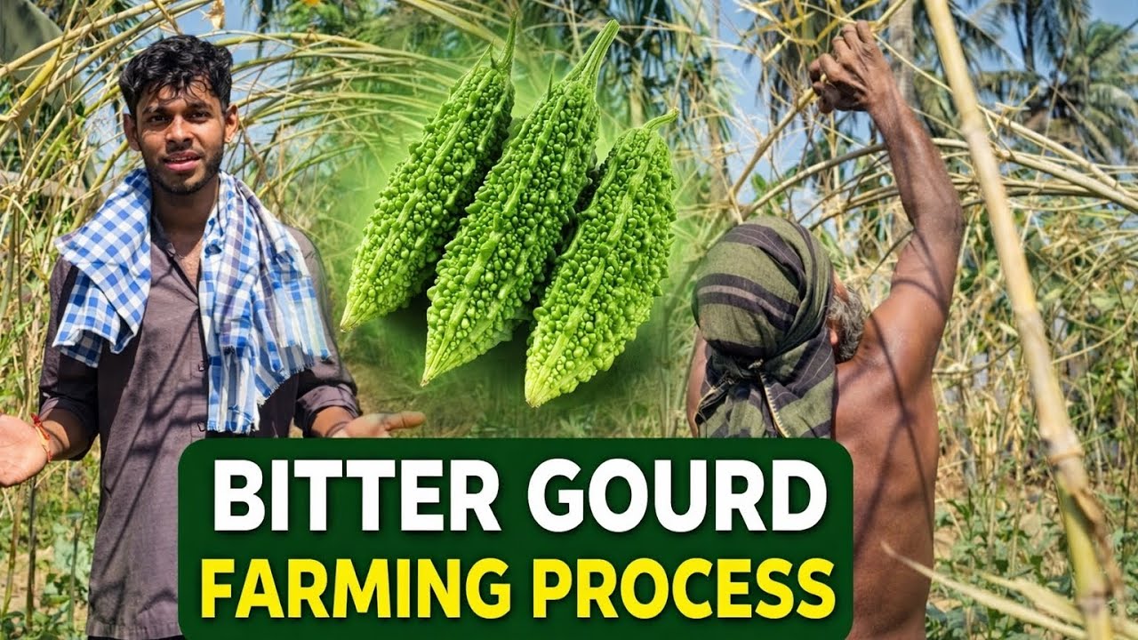 Bitter gourd farming process 🌾vlog no:-1 #odisha #farminglife #farming #farmer#vlogs 