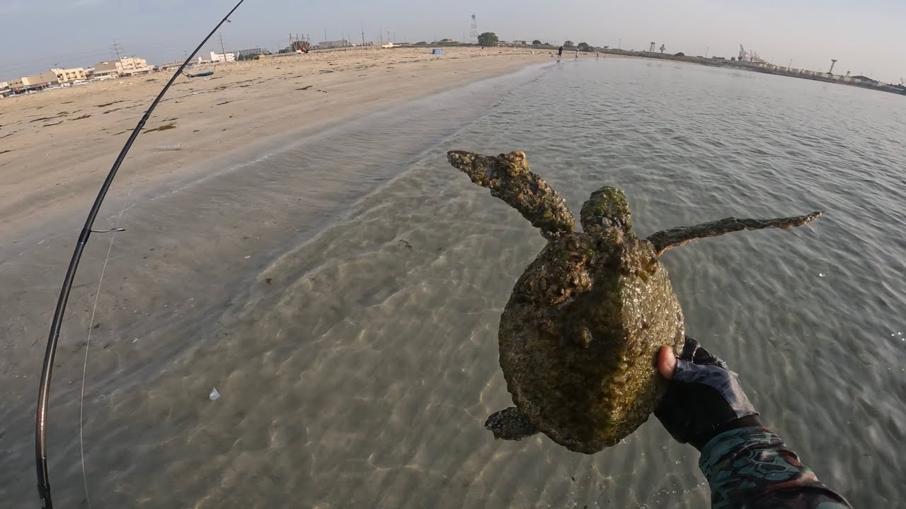 sea turtle saving - clean & release