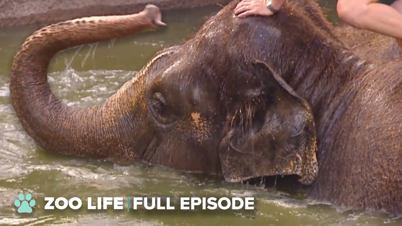 Elderly Elephants Injured Knee Calls For Swim Therapy In The Lions Enclosure 😬 | The Zoo