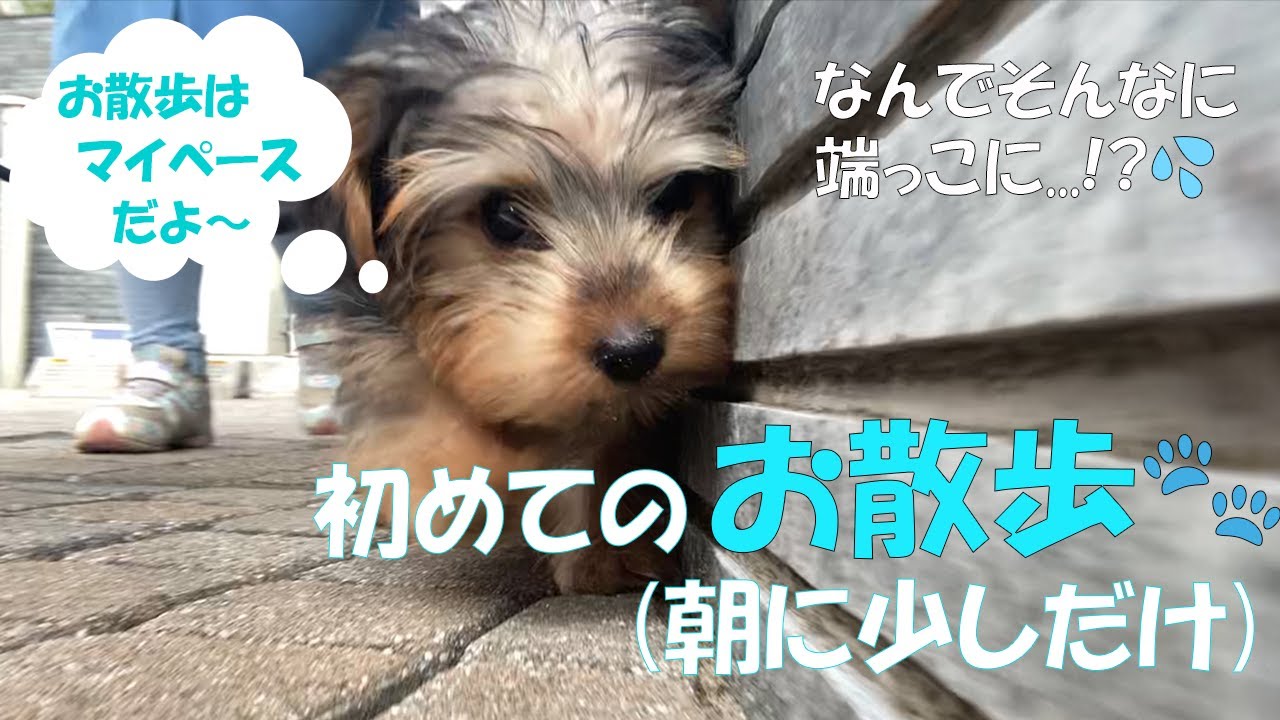 【朝のお散歩】2回目のお散歩、前回出た課題の克服なるか？！