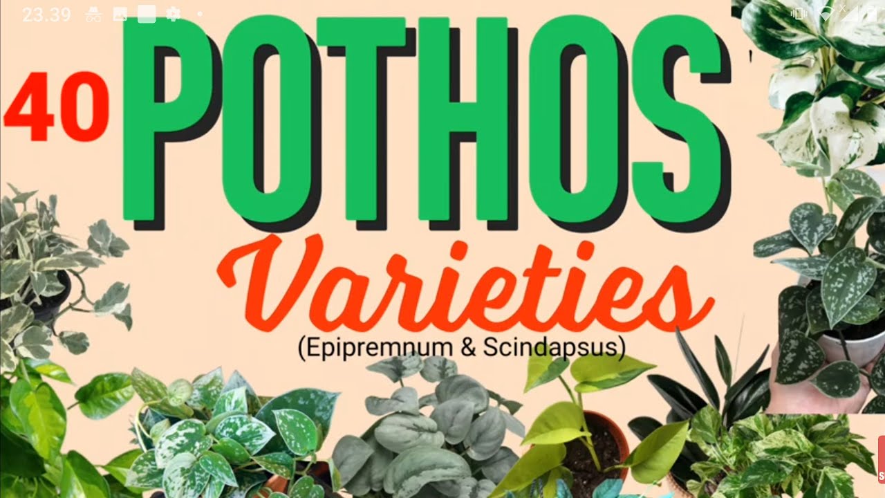 40 POTHOS | Varieties of Money Plants | Epipremnum and Scindapsus