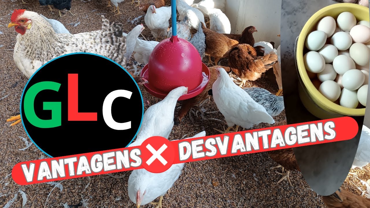 GLC VANTAGENS E DESVANTAGENS DESSA LINHAGEM QUE DIVIDE OPINIÕES.