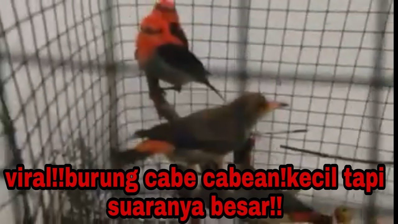 burung kemade jantan udah mutasi ganti warna merah pekat##hasil pikat
