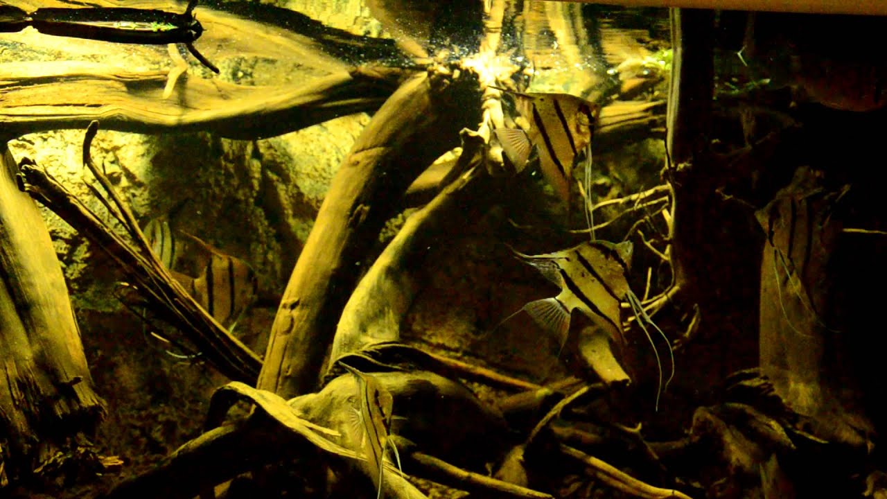 Pterophyllum sp. 
