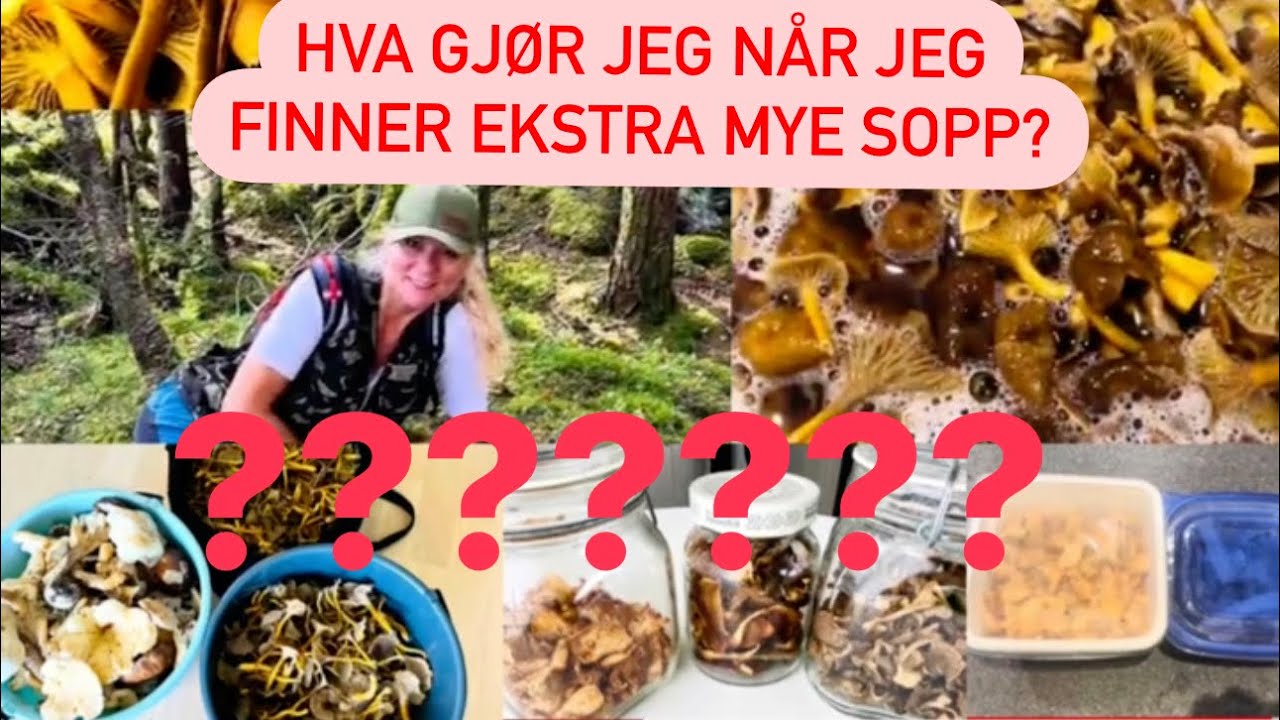 Mye sopp? Lagring og frysing av sopp!..
