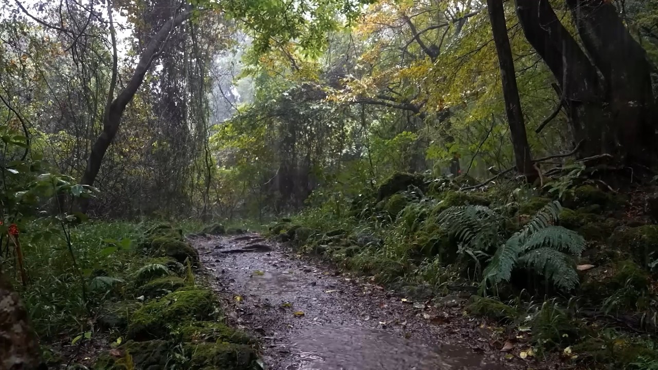 Gran Lluvia Vamos A Dormir Rápido Esta Noche⚡Fuertes Lluvias Y Tormentas Solucionarán El Insomnio