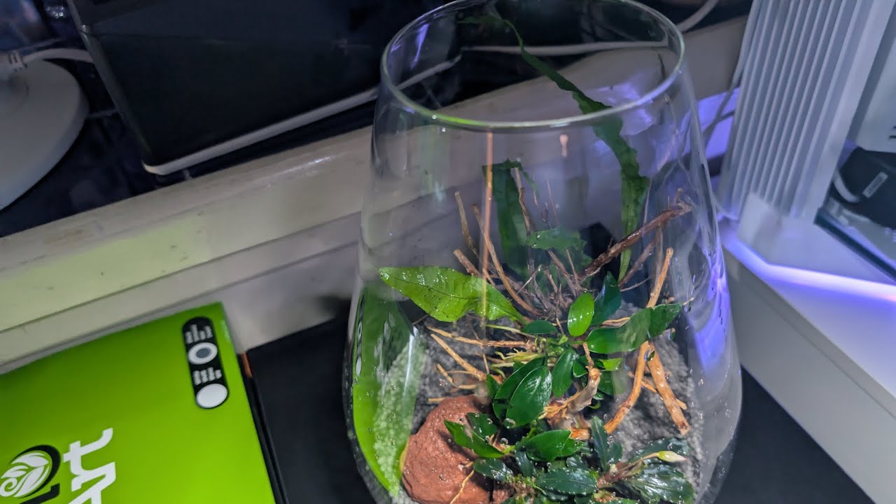 BioArt TERRARIUM BUILD!