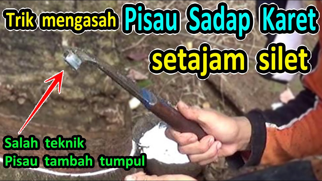 Cara mengasah pisau sadap karet yang benar - Cara asah pisau sadap karet - asah pisau toreh getah