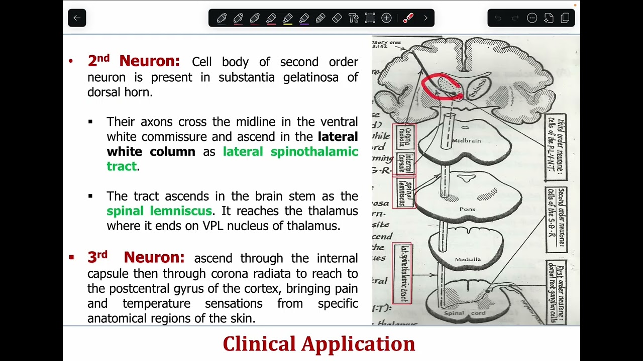 NS | Anatomy L10
