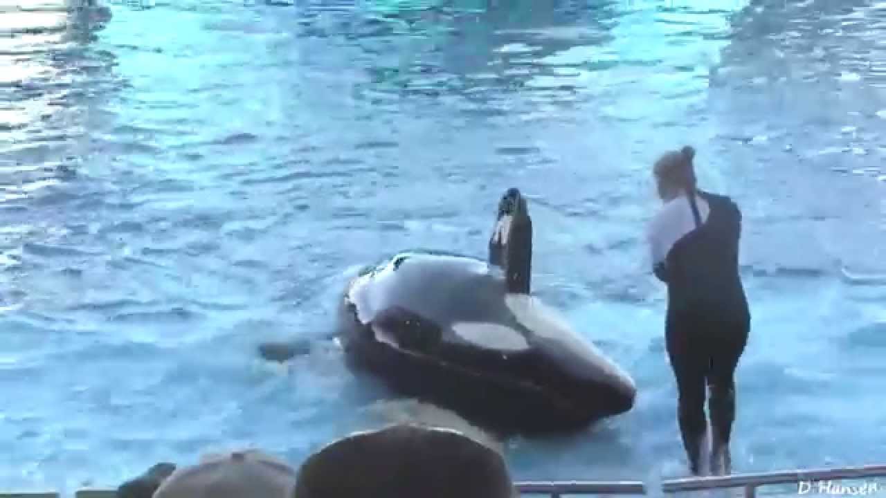 Water Park Seaworld | Whale Killer attack | Whale Showing at Orlando