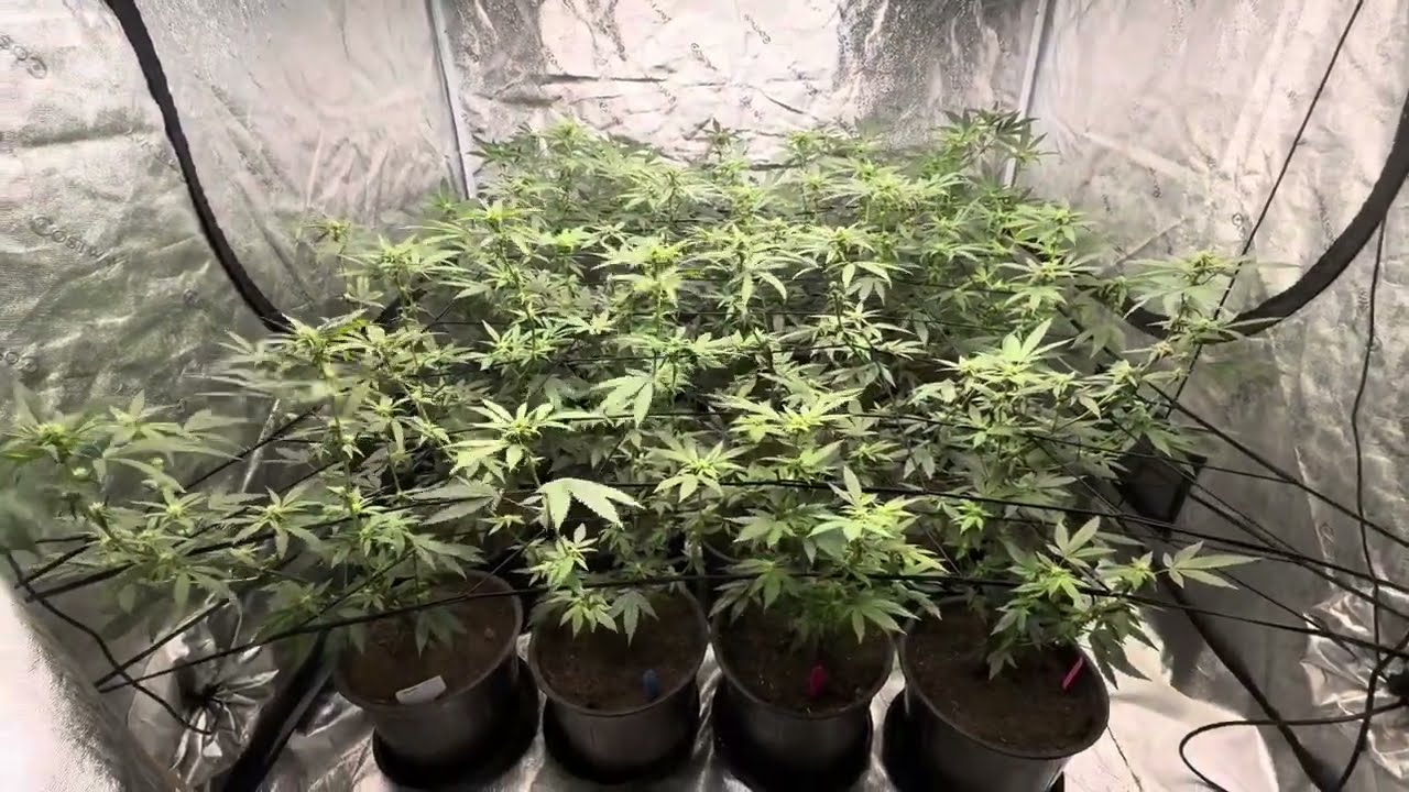 2025 Outdoor & Indoor grow update
