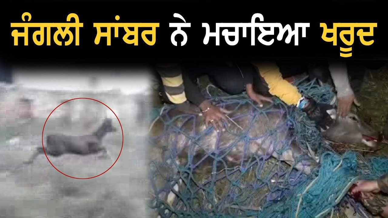 Lamba Pind Chowk 'ਚ Sambar ਨੇ ਮਚਾਇਆ ਆਂਤਕ
