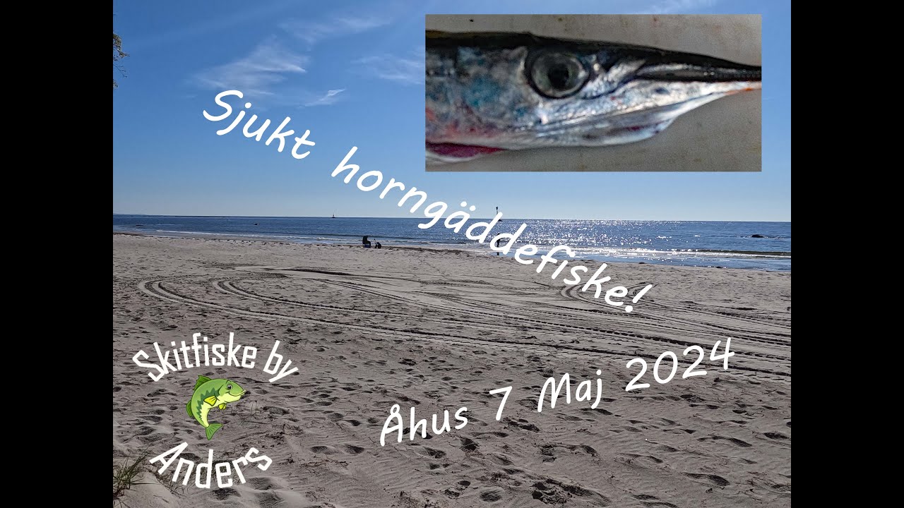Horngädda Åhus 7 Maj 2024