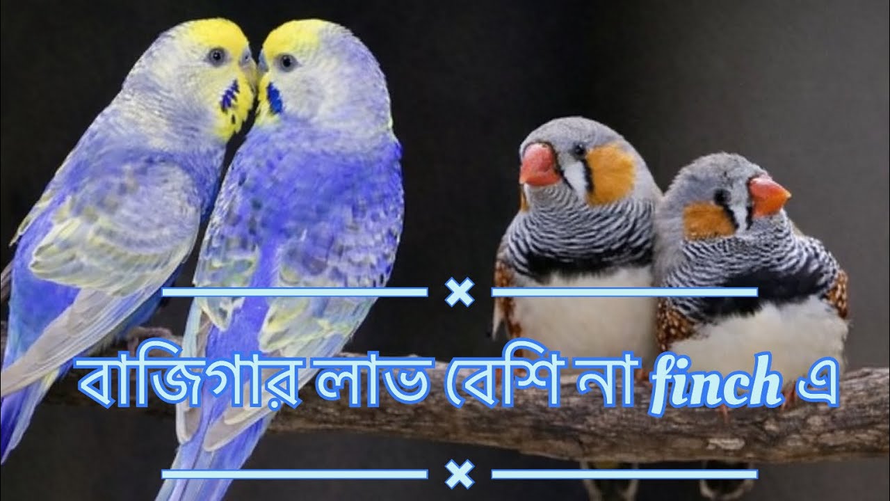 budigar vs finch kon tai lave besi 🤑