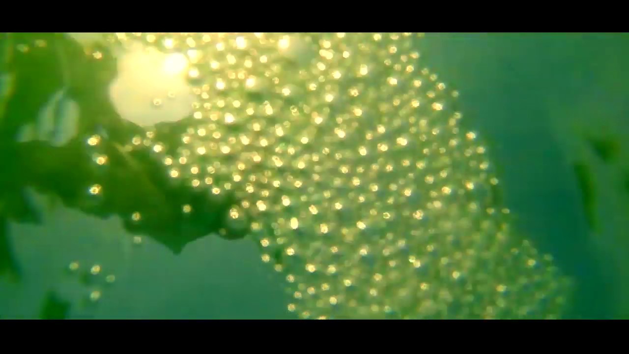 LIKE ELEPHANTS - Coastal Drive