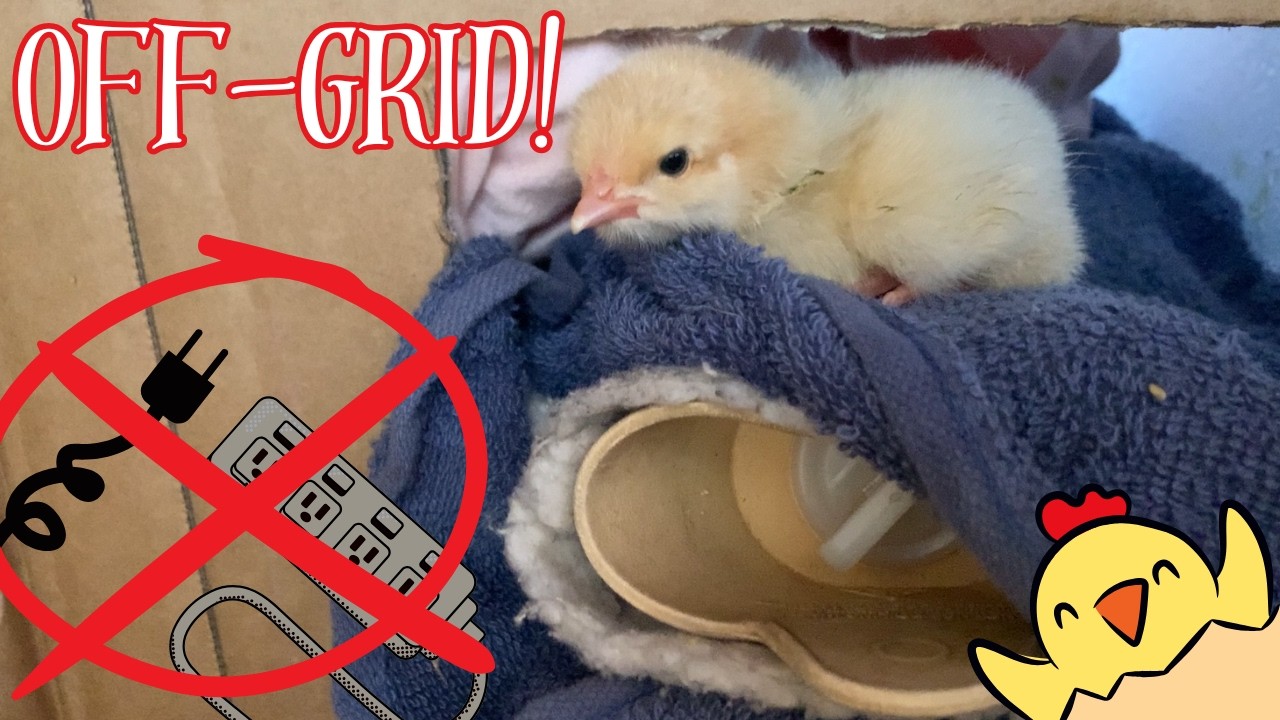 Raising Chickens OFF-GRID with a HOT WATER BOTTLE