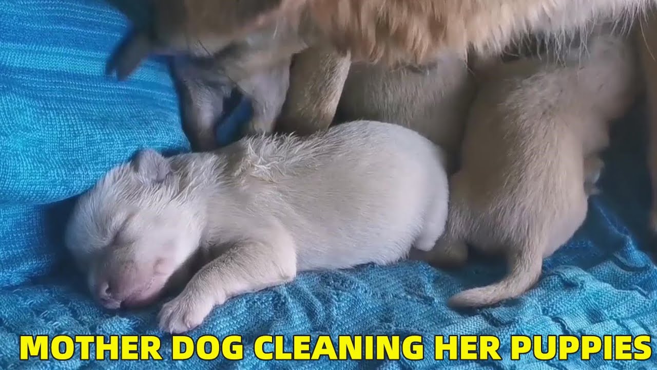 MOTHER DOG CLEANING HER PUPPIES,NEWBORN PUPPIES,LITTLE DOGS,CUTE BABY ANIMALS