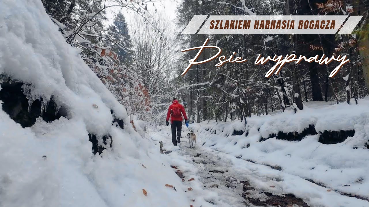 Zimowy trekking z psem – Szlak Harnasia Rogacza w Beskidzie Małym