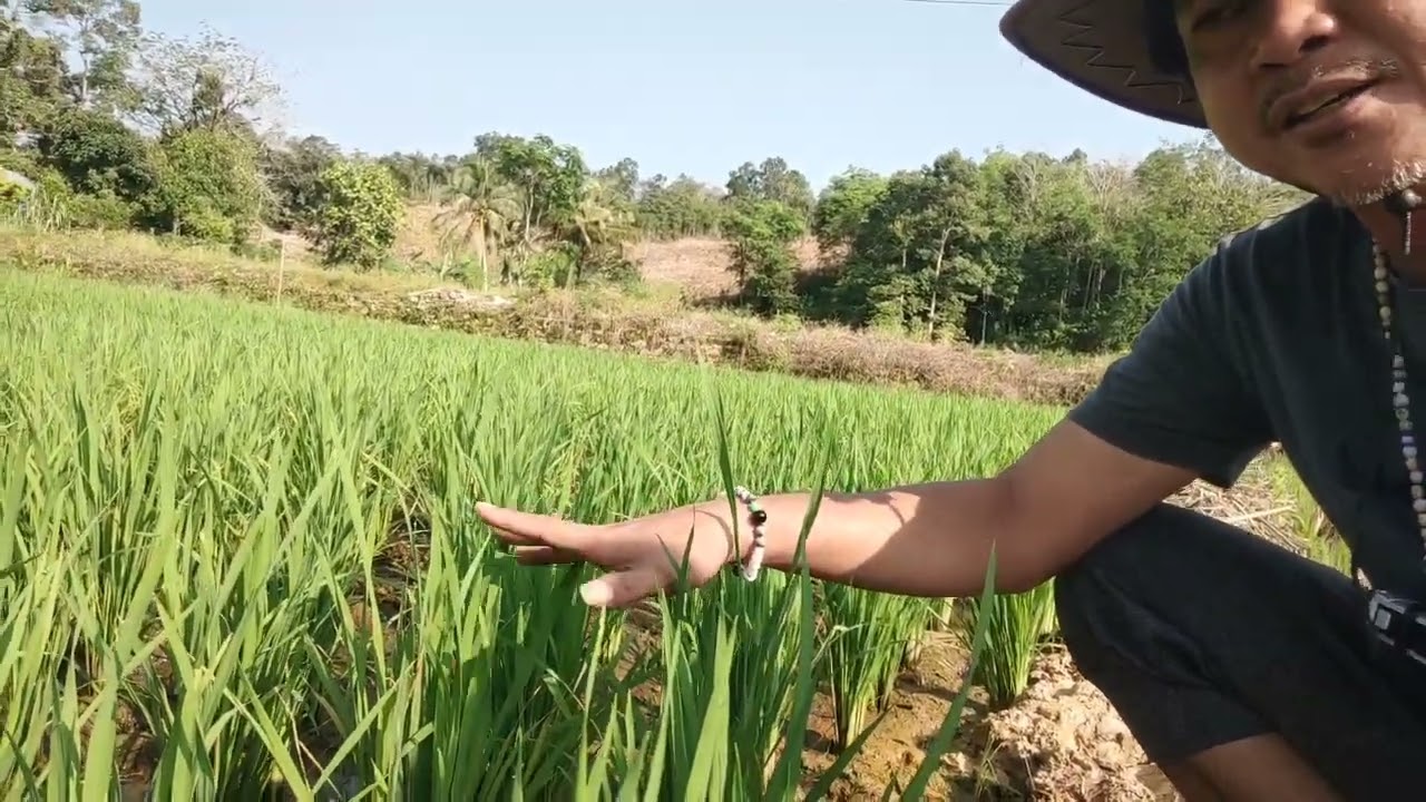 Per 1 padi Salibu umur 1 hari bibit rambay 32 berbanding serang 25 hari 3/5/25