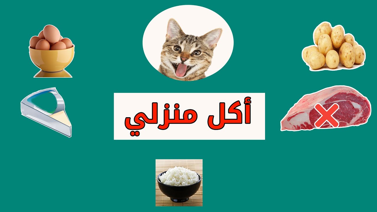هذه 5 وجبات تحبها القطط - أكل القطط