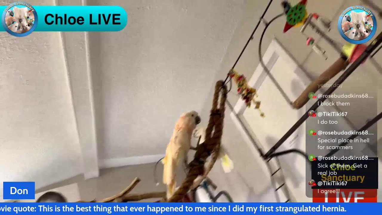 Pea hen alert!