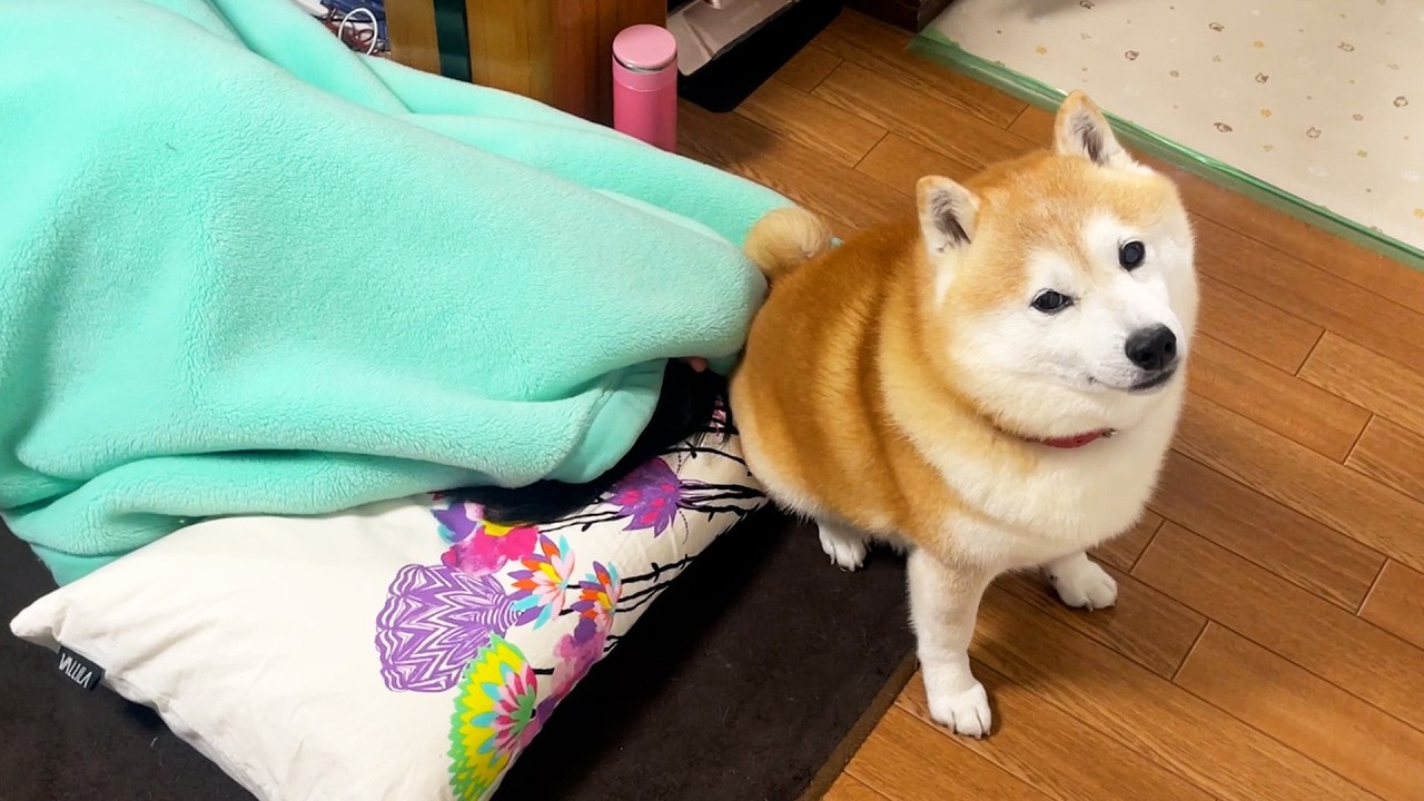 When a family member is sick, Shibe quietly stands guard nearby.