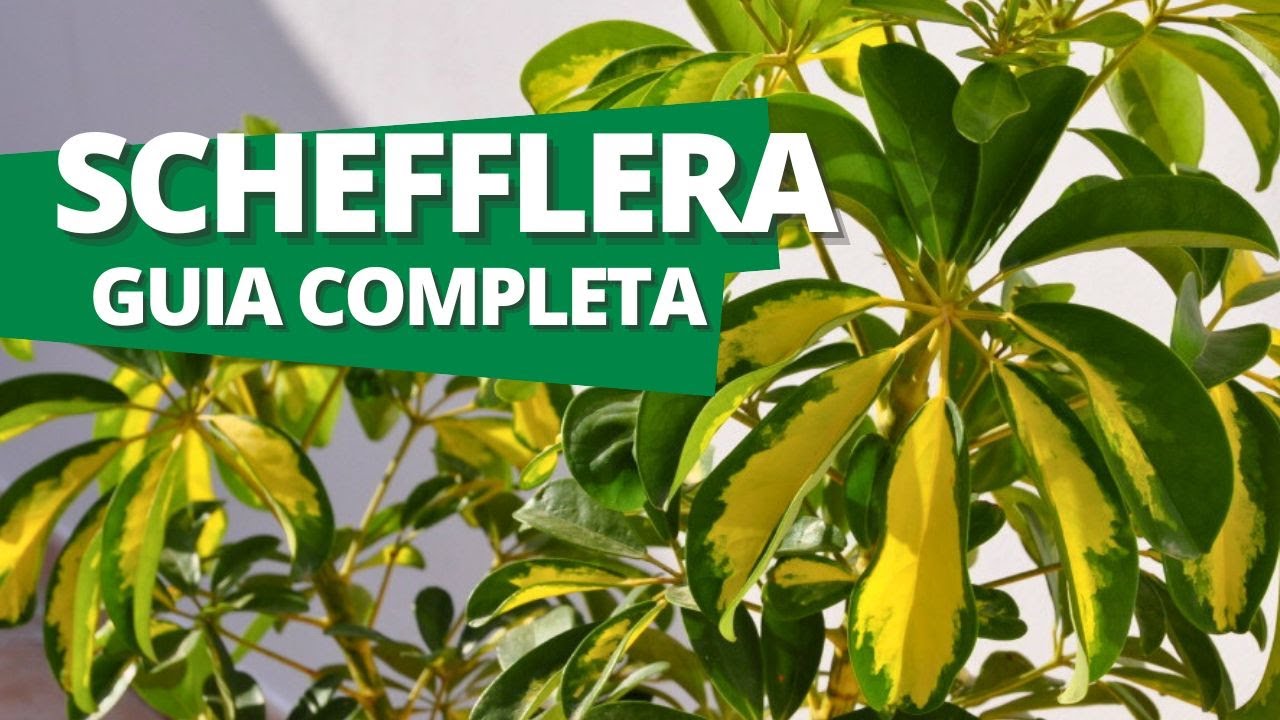 Todo sobre la Schefflera: la planta que muchos cuidan mal sin saberlo