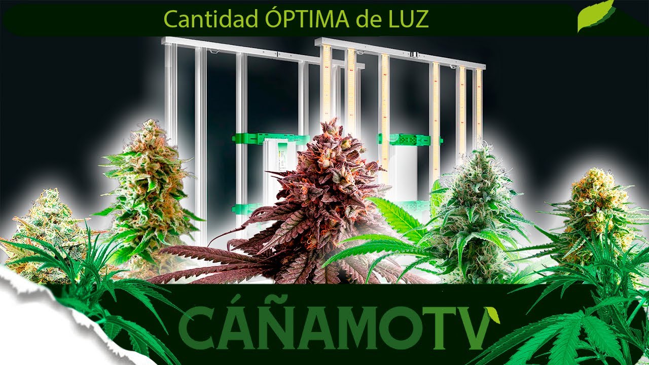 Intensidad &Oacute;PTIMA de LUZ en el CULTIVO 💡 Mars Hydro FC-E4800