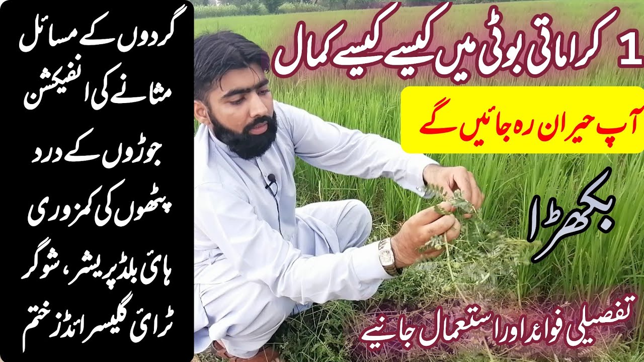 Gokhru ke fayde by farooqi dawakhana | bakhra ki pehchan or fayde |health benefits of gokhroبکھڑا |