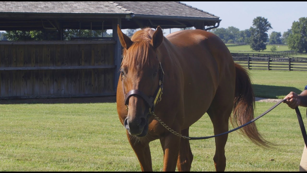 Seen … Behind the Scenes with Gun Runner at Three Chimneys