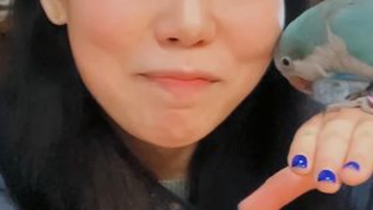 探访武汉鸟宠市场，各种鹦鹉随便撸…… #萌宠 #牡丹鹦鹉 #奇妙的动物 #玄凤鹦鹉 #鹦鹉 #鹦鹉日常 #手养鹦鹉 #萌宠出道计划