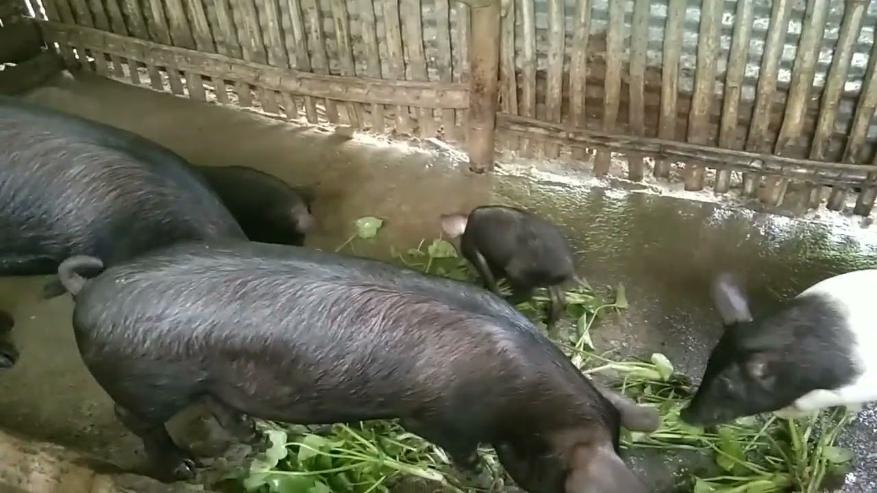 MASUSTANSYA AT MATIPID NA PAGKAIN SA ATING NATIVE PIGS WATER LILY🐖🐷#philippines #animals #business 