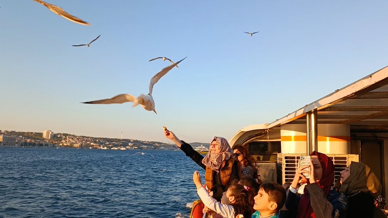 love and Kindness Across the Bosphorus ; Humans and birds connecting at sea