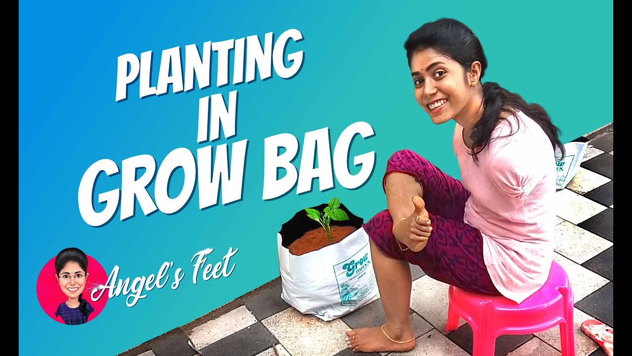 PLANTING IN GROW BAG 🌱 Jilumol Mariet Thomas🍃 #Angel's Feet #QuarantneDays