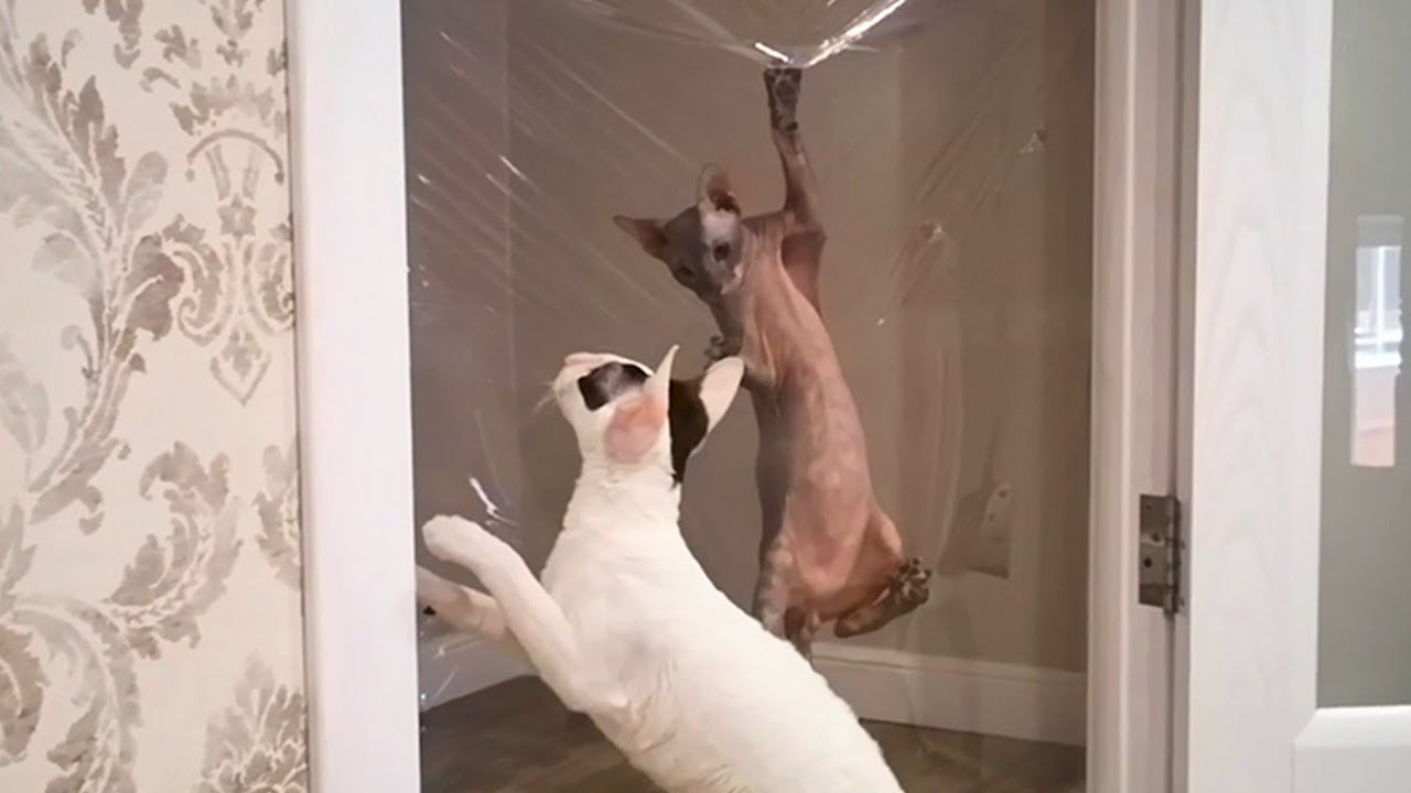 Cats vs Invisible Wall #2