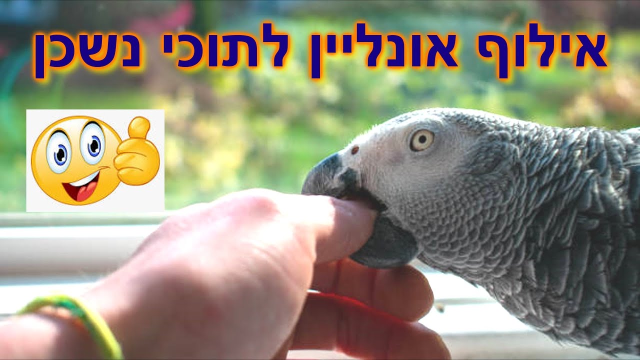 אילוף תוכים אונליין!| אפרת סימון מאלפת בכירה